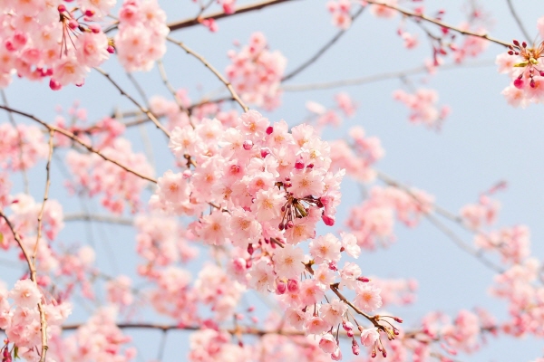 [크기변환]cherry-blossom-tree-1225186_1920.jpg